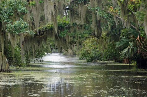 Out for an Airboat Ride, in a New Orleans Bayou. Spanish moss grows everywhere. New Orleans Bayou, Swamp House, Louisiana Swamp, Louisiana Bayou, Louisiana Art, Film Disney, States In America, Spanish Moss, 수채화 그림