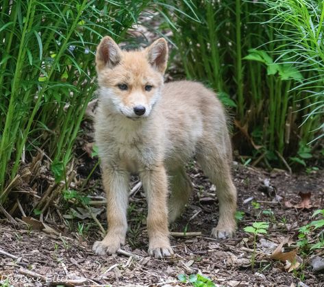 Coyote pup | ellisdarlene1 | Flickr Cute Coyote Drawing, Baby Coyote, Cute Coyote, Coyote Therian, Coyote Pup, Coyote Running, Animal Poses, Coyote Dog Hybrid, Fav Animal