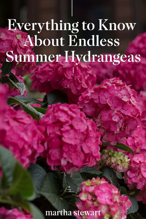 Hydrangeas For Full Sun, Best Hydrangeas For Shade, Bono Hydrangea, Why Hydrangeas Don't Bloom, Endless Summer Hydrangea Landscaping, Hydrangea Endless Summer, Hydrangea Care Pruning, When To Plant Hydrangeas In Ground, Best Hydrangeas For Full Sun