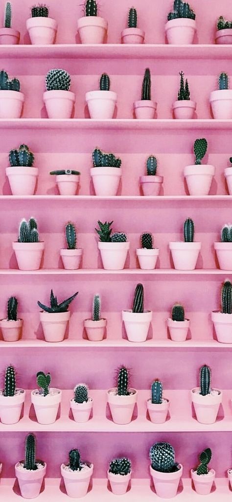 Cacti Backgrounds, Pretty Wallpapers Tumblr, Halloween Yard Decorations, Naturopathy, Halloween Food For Party, Pink Interior, Room Decor Ideas, Pretty Wallpapers Backgrounds, Everything Pink