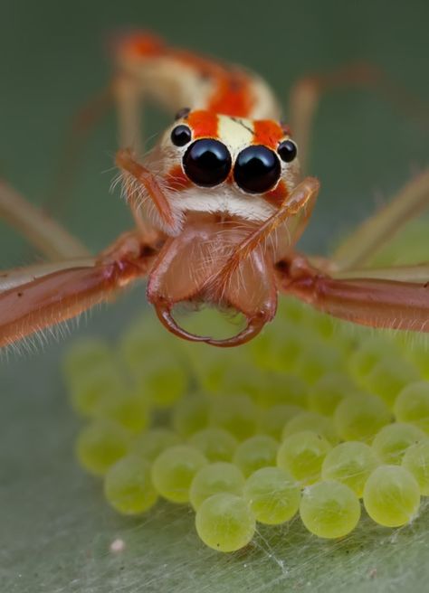 What an amazing Jumping Spider! Spider Fangs, Spider Eyes, Arachnids Spiders, Spiders And Snakes, Jumping Spiders, Itsy Bitsy Spider, Cool Bugs, Jumping Spider, A Bug's Life