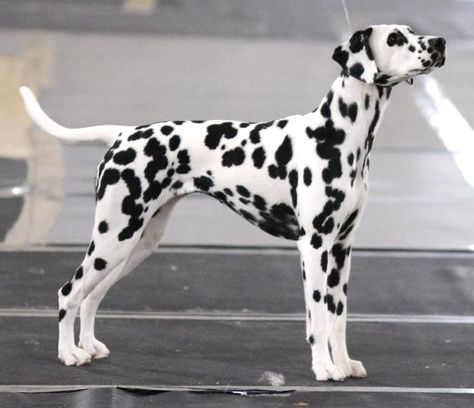 Dalmatian Puppy, Dalmatian Dog, Group Of Dogs, Cute Dog Pictures, Dalmatian Dogs, Purebred Dogs, Pretty Dogs, Therapy Dogs