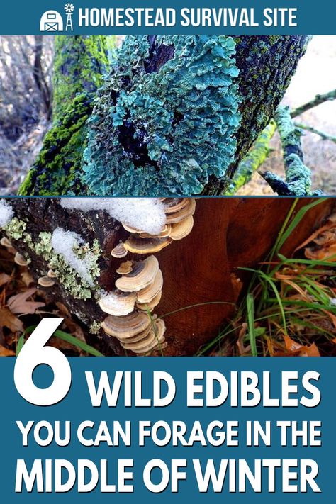 Foraging for wild edibles is hard enough already, but in winter it's a real challenge. Fortunately, some plants will surprise you. Winter Foraging, Mushrooms Edible, February Winter, Survival Prep, Food Foraging, Survival Foods, Wild Foraging, Wild Food Foraging, Foraging Recipes