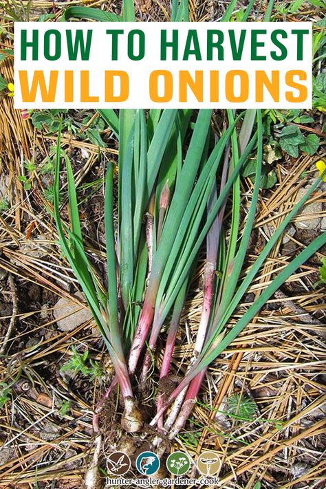 Ramps, wild onion, wild garlic. These are some of our best wild foods come springtime. More than 100 species of wild alliums call North America home — allium being the genus covering both onions and garlic — but it is the Eastern ramp, Allium tricoccum, that has been all the rage among chefs in recent years. They’ve become so popular I even see chefs here in California using them with abandon; no native ramp grows within 2,000 miles of San Francisco or Los Angeles. | @huntgathercook Wild Onions Recipes, Allium Tricoccum, Wild Ramps, Wild Onion, Wild Foraging, Wild Onions, Foraging Recipes, Witch Herbs, Garden Remedies