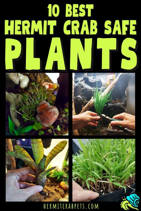 We've got the 10 best hermit crab safe plants... and the details you need to pick the best one for YOUR hermit crab habitat! Nutritious snack? Low maintenance? Fast growth? We've got them listed, compared, pros and challenges and LOTS OF PHOTOS!!! #hermitcrabpets Crab Terrarium, Hermit Crab Habitat Ideas, Crabitat Ideas, Hermit Crab Care, Crab Ideas, Crab Habitat, Hermit Crab Habitat, Crab Tank, Hermit Crab Tank