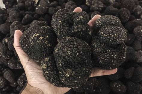 Truffle Farming, Growing Truffles, Black Truffles, Growing Mushrooms At Home, Truffle Mushroom, Mushroom Cultivation, Garden Mushrooms, Edible Mushrooms, Mini Farm