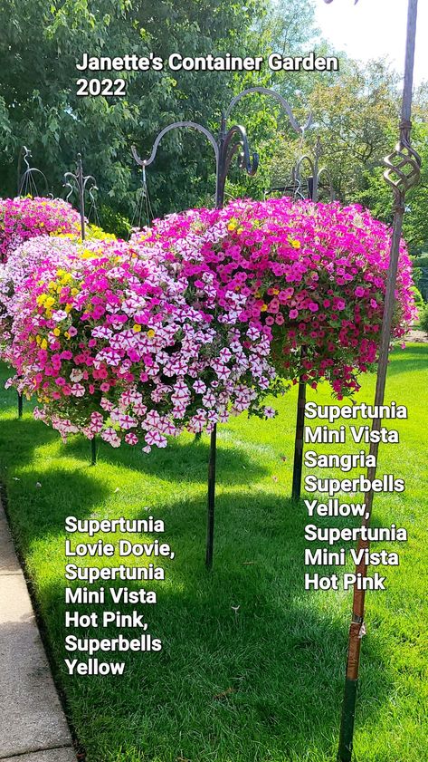 Supertunia Vista Bubblegum, Potted Plants Patio, Curb Appeal Landscape, Outdoor Herb Garden, Spring Bulletin, Sun 7, Flowers Gardening, Front Yard Garden Design, Hanging Flower Baskets