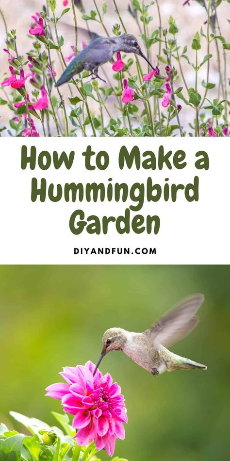 Hummingbird Plants Perennials, Hummingbird Garden Flowers, Hummingbird Habitat, Plants To Attract Hummingbirds, Backyard Birds Watching, Backyard Birds Sanctuary, Butterfly Garden Plants, Hummingbird Plants, Hummingbird Flowers