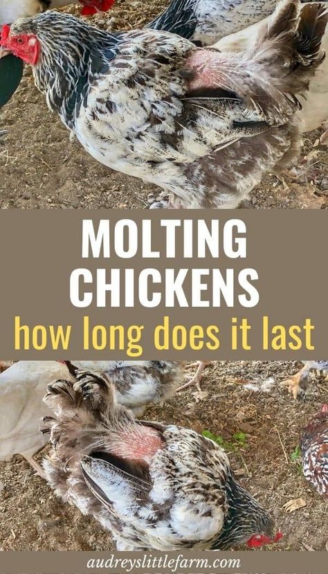 If your chickens are molting this article will cover how long molt will last for, what you should feed during molt, and all the ways you can help your chickens during molt. Molting Chickens, Raising Farm Animals, Backyard Chicken Farming, Chicken Health, Raising Backyard Chickens, Egg Production, Chicken Garden, Keeping Chickens, Chicken Coop Plans