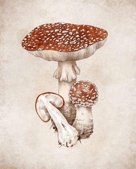 Amanita Muscaria Botanical Illustration, Natural History Illustration, History Illustration, Amanita Muscaria, Fly Agaric, Painting Demo, Scientific Illustration, Clip Studio Paint, Life Cycle