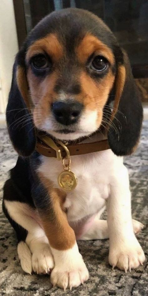 Dog Tail Speak, Pocket Beagles, Dog Breeds For Families, Family Dogs Breeds, Puppy Dog Pictures, Beagle Dogs, Beagle Puppies, Cute Beagles, Really Cute Dogs