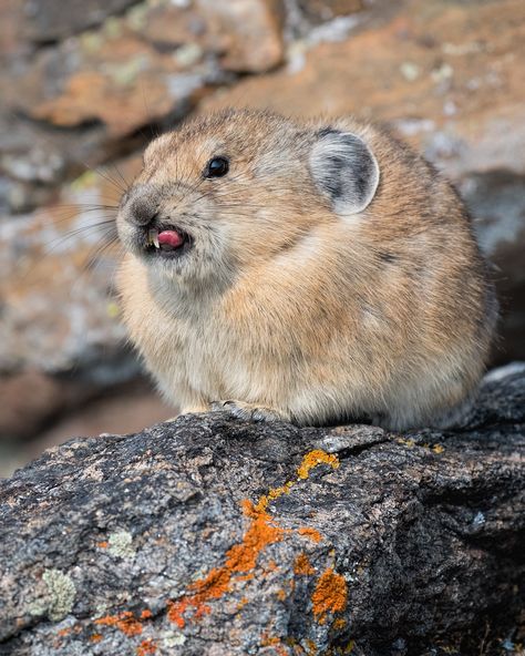 Pika Animal, American Pika, Embryonic Development, Kingdom Animalia, Food Web, Cutest Animals, Animal Species, Silly Animals, Cute Wild Animals