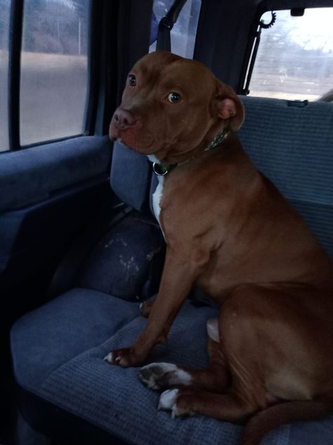 Red Nose Pitbull for home to good home Red Nosed Pitbulls, Pitbull Red Nose, Red Pitbull, Red Nose Pitbull Puppies, American Bully Puppy, Bully Puppy, Cute Pitbulls, Red Nose Pitbull, Doberman Puppy