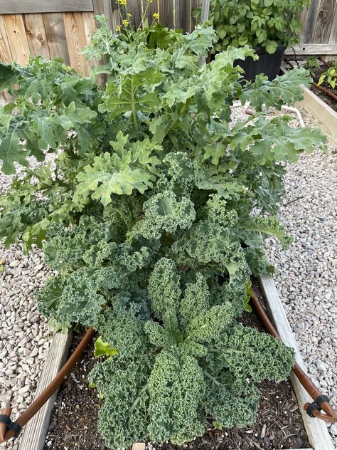 Kale Growing, How To Grow Kale, Grow Kale, Red Russian Kale, Lettuce Grow, How To Harvest Lettuce, Growing Kale, Red Russian, Raised Bed Garden