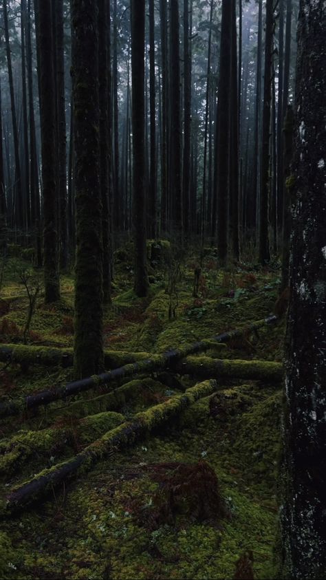 Just Pretend, Magical Forest, Nature Aesthetic, Graveyard, Black Metal, Art Reference, Trees, Forest, Nature