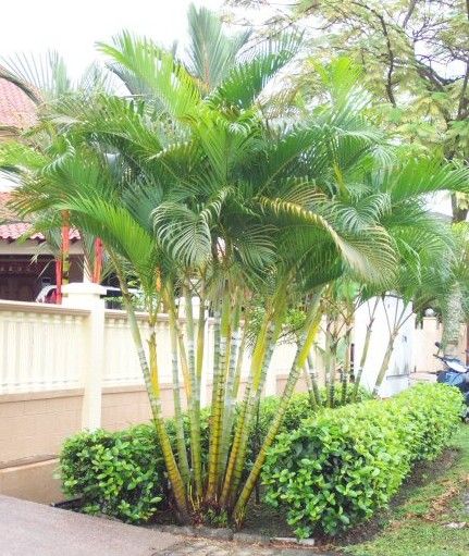 Related image Golden Cane Palm, Landscaping Entrance, Thai Garden, Tropical Landscape Design, Florida Landscaping, Screen Plants, Palm Garden, Tropical Garden Design, Tropical Backyard