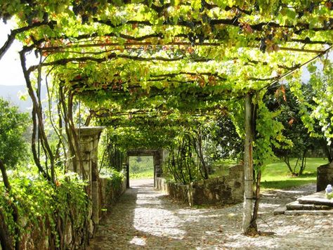 20 Beautiful And Natural Grape Arbor Ideas | Home Design And Interior Grape Vine Trellis, Arbor Ideas, Pergola Metal, Memory Garden, Grape Arbor, Grape Trellis, Arbor Decor, Vine Trellis, Cheap Pergola