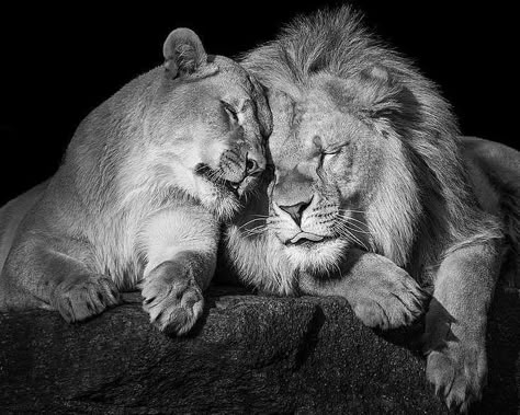 Minimal Tatoo, Being Social, Lion Couple, Lion Tattoo Sleeves, Lion Family, Lion Photography, Lions Photos, Lion And Lioness, Kevin Richardson