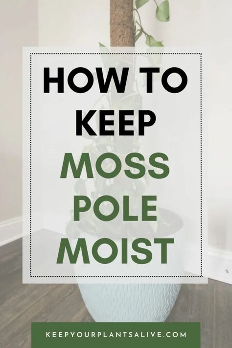 Wondering how to keep a moss pole moist for your climbing plants? Our guide offers practical, easy-to-follow moss poles for plants care. How To Keep Moss Pole Moist, Diy Moss Pole Alternative, Self Watering Moss Pole Diy, Moss Poles For Plants, How To Make A Moss Pole, Pothos Moss Pole, Self Watering Moss Pole, Diy Moss Pole, Indoor Climbing Plants