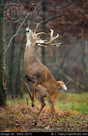 Deer Reference, Whitetail Deer Pictures, Deer Photography, Big Buck, Deer Drawing, Animal Poses, Wild Animals Photography, Deer Photos, Deer Pictures