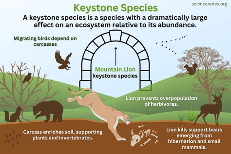 Keystone Species - Definition, Examples, Importance North American Beaver, Learn Biology, Coral Reef Ecosystem, Marine Organism, Keystone Species, Forest Ecosystem, Carbon Sequestration, Aquatic Ecosystem, Bird Migration