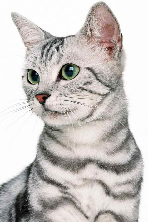 Cat Head Photo, Cat Reference Face, Cat Face Reference Photo, Cat Art Reference Photo, Cat Face Drawing, Best Cat Breeds, Cat Eyes, Drawing Faces, Cat Coloring Book