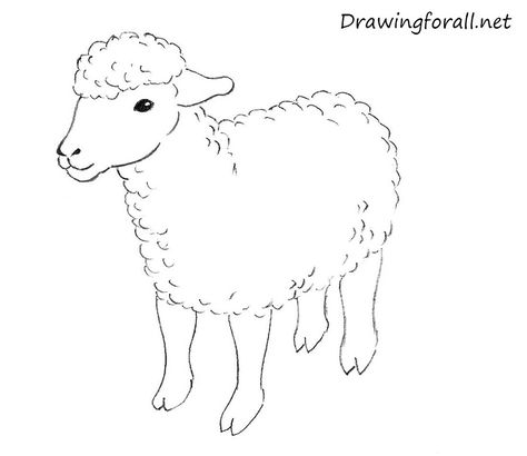 Sheep For Kids, Sheep Outline, Draw A Sheep, Lamb Drawing, Sheep Drawing, Art Videos For Kids, Picture Drawing, Draw Easy, Sheep Art