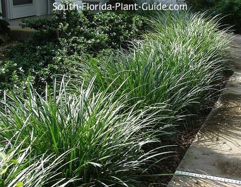 Grass Like Plants, Florida Landscaping, Florida Plants, Grasses Landscaping, Border Plants, Plant Guide, Ornamental Grasses, Lawn And Garden, Diy Outdoor