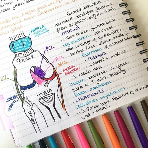 Ligaments Of The Knee, Tanning Schedule, Joints Anatomy, Human Knee, Type Anatomy, Radiology Student, Knee Ligaments, Anterior Cruciate Ligament, Cruciate Ligament