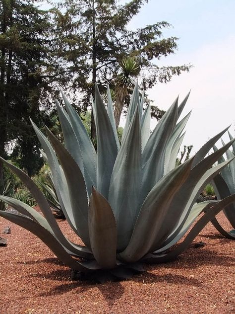 Maguey azul | Flickr - Photo Sharing! Desert Backyard, Desert Places, Nature Photography Trees, Succulent Landscaping, Agave Plant, Blue Wedding Flowers, Diy Backyard Landscaping, Agaves, Desert Plants