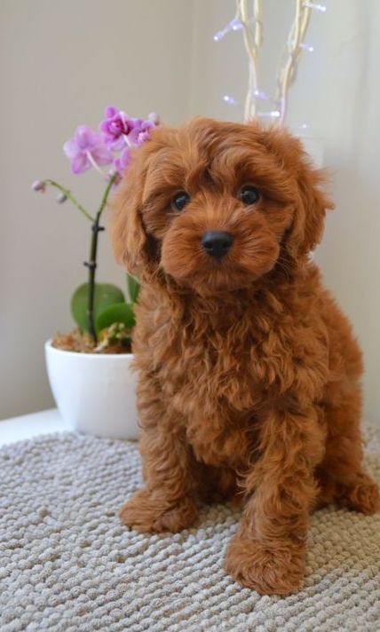 Cute Puppy Photos, Cockapoo Puppies For Sale, Cavapoo Puppies For Sale, Cockapoo Puppies, Cavapoo Puppies, Super Cute Puppies, Fluffy Puppies, Really Cute Dogs