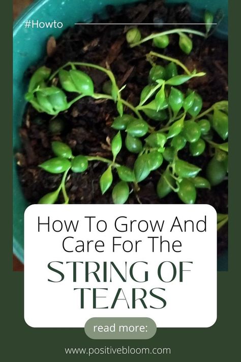 Check out a complete care guide to a unique string of tears. Learn its features, requirements, propagation methods, and common issues with solutions. String Of Tears Plant, Fig Plant Indoor, Propagation Methods, Lady Tips, Growing Bonsai, Garden Homestead, Peperomia Plant, Hoya Plant, Alocasia Plant