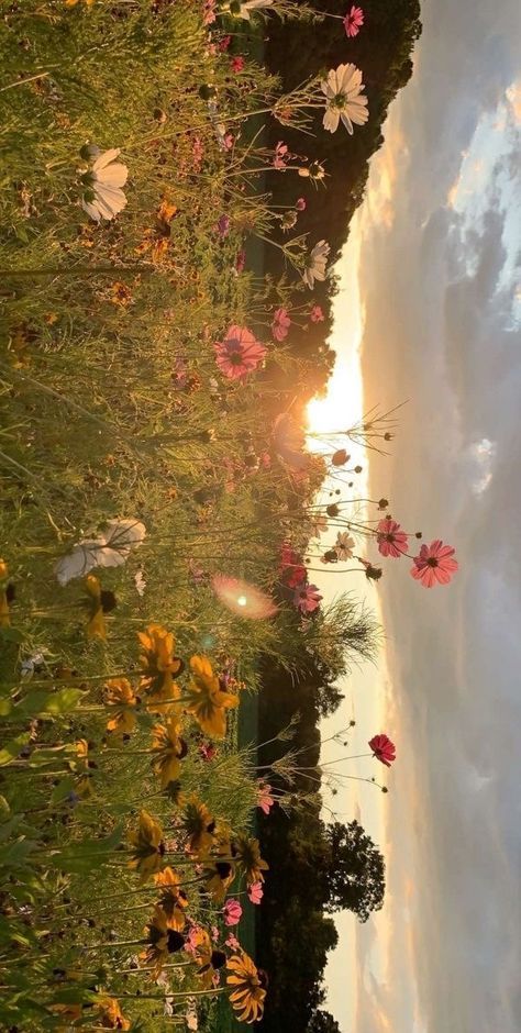 garden wildflower field summer golden hour aesthetic sunset 숲 사진, Wallpaper Estetika, Nothing But Flowers, Pretty Landscapes, Spring Aesthetic, Alam Yang Indah, Nature Aesthetic, The Grass, Pretty Places