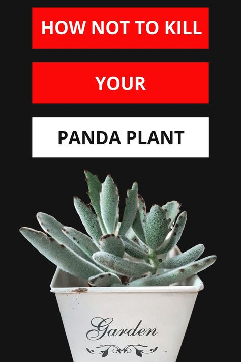 Panda Plant Propagation, Panda Plant Care, Potting Ideas, Panda Plant, Plant Parenthood, Black Plants, Indoor Cactus, Scale Insects, Plant Care Houseplant