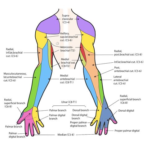 Brachial plexus injury - Reeve Foundation Brachial Plexus Injury, Peripheral Nerve Injury, Anatomy Notes, Brachial Plexus, Spinal Nerve, Peripheral Nerve, Photography Movies, Study Flashcards, Hand Pain