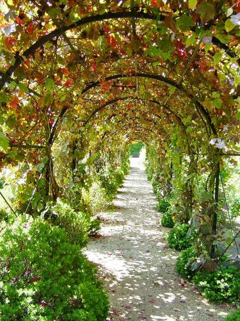 Grape arbor & structure Garden Pagoda, Grape Vine Trellis, Grape Trellis, Grape Arbor, Vine Trellis, Minimalist Garden, Garden Vines, Garden Arches, Garden Arbor