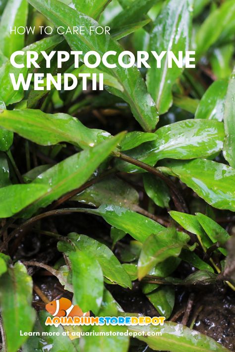 Cryptocoryne Wendtii, Aquarium Soil, Aquarium Store, Freshwater Plants, Aquarium Maintenance, Home Aquarium, Best Plants, Fish Care, The Aquarium