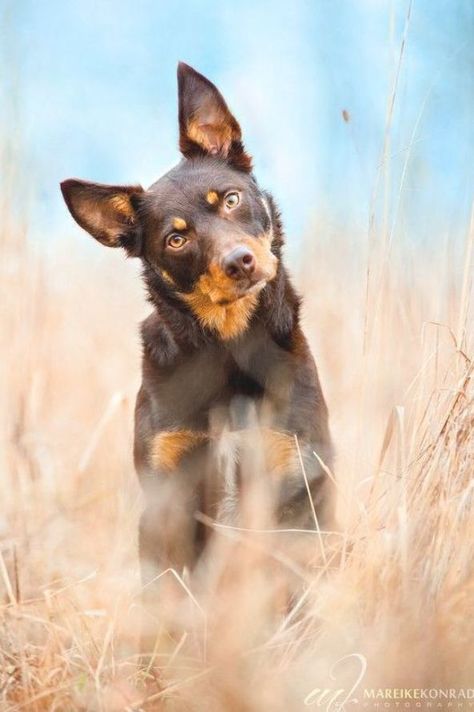 Australian Kelpie Dog Breed Information, Popular Pictures Kelpie Dog, Australian Kelpie Dog, Puppy Photography, Head Tilt, Australian Kelpie, Dog Photoshoot, Herding Dogs, Pretty Dogs, West Highland Terrier