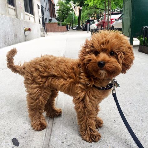 Petit Jean Puppies - Goldendoodle Puppies For Sale, Cavapoo And ... Mini Labordoodle, Quiet Dog Breeds, Toy Goldendoodle, Calm Dog Breeds, Dogs Tattoo, Mini Goldendoodle Puppies, Goldendoodle Puppy For Sale, Golden Doodles, Cavapoo Puppies