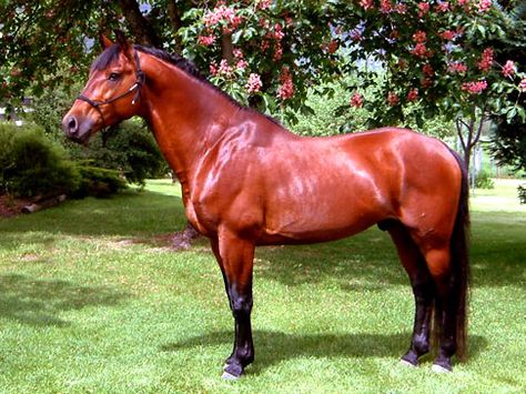 Red bay (or blood bay, whichever you prefer) Cleveland Bay, Bay Stallion, Bay Horses, Horse Coat Colors, Red Bay, Classic Equine, Red Chestnut, Pale Horse, Horse Colors