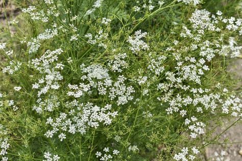 How to Plant and Grow Cumin—and Harvest the Seeds for Cooking Cumin Plant, San Diego Botanic Garden, When To Plant, Attracting Beneficial Insects, Powdery Mildew, Marketing Director, Master Gardener, Beneficial Insects, Yellow Leaves