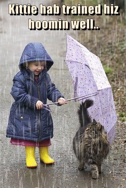 Regnul Animal, Walking In The Rain, Pusheen, In The Rain, Crazy Cat Lady, 귀여운 동물, Animals Friends, Crazy Cats, Cat Love