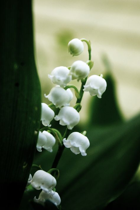 snow bells ... Alyssa Targaryen, Bell Flowers, Baby Bells, Lily Of The Valley, The Valley, Beautiful Nature, Coloring Books, Lily, Plants