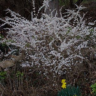 Abeliophyllum distichum -  WHITE FORSYTHIA Abeliophyllum Distichum, White Forsythia, Garden Flower Beds, Fragrant Garden, Fragrant Plant, Garden Shrubs, Plant Guide, Fine Gardening, Moon Garden