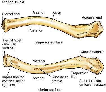 Clavicle Anatomy, Xray School, Appendicular Skeleton, Skeletal System Anatomy, Anatomy Lab, Muscles Anatomy, Shoulder Anatomy, Human Skeleton Anatomy, Anatomy Bones