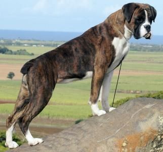 Why people go crazy about brindle colored dogs Brindle Boxer Dogs, Brindle Boxer Puppies, Boxer Dog Pictures, Boxer Dogs Brindle, Boxer Dogs Facts, White Boxer Dogs, Brindle Boxer, Dogs Pictures, Boxer Puppy