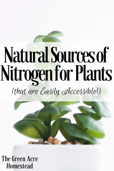 Natural Sources of Nitrogen for Plants! How To Add Nitrogen To Soil, Nitrogen For Plants, Growing Herbs In Pots, Alocasia Frydek, Soil Science, Homestead Gardening, Vegetable Planting, Planting Guide, Organic Mulch