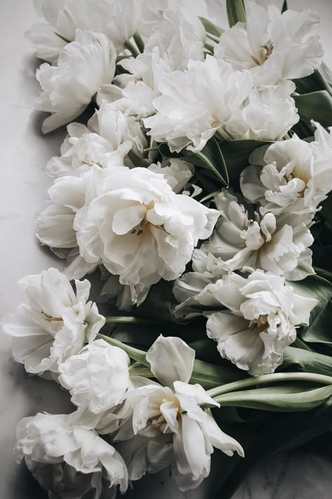 Flowers 🌺 on Twitter: "… " Flower Reference, Aesthetic Flower, Flowers Aesthetic, White Tulips, White Peonies, Deco Floral, Flower Images, White Aesthetic, Love Flowers