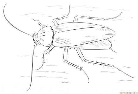 German Cockroach, Insect Coloring Pages, Drawing Tutorials For Kids, Drawing Exercises, Purdue University, Cartoon Sketches, Simple Cartoon, Outline Drawings, Cute Coloring Pages