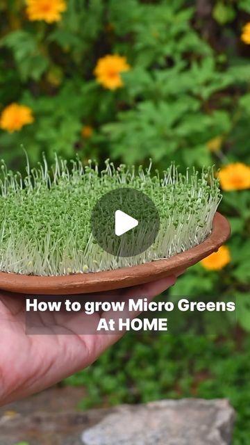 Nitya Hegde on Instagram: "How to grow Microgreens at home?!  I have used chia seeds and basil seeds. I know it takes a lot of time and patience, growing microgreens is like taking care of a small baby. 👶 I have to say ;Growing these greens gives me immense pleasure.😍  Microgreens are a great addition to our diet! Give it a try! If you like the video, do like and share it with people who would like to try it  #microgreens #tipsandtricks #salads" Grow Microgreens Indoors, Chia Seeds Sprouts, How To Grow Microgreens At Home, Micro Greens Recipe, Chia Microgreens, Micro Greens Growing, Growing Chia Seeds, Microgreens Growing, How To Grow Microgreens